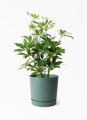 kapok-876_1.jpg?1721991653