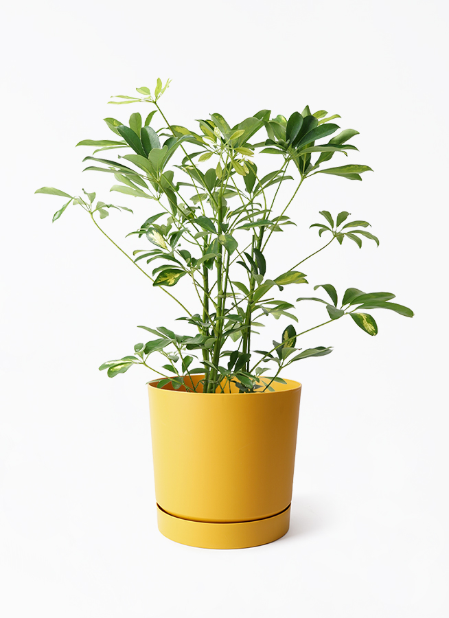 観葉植物 シェフレラ（カポック） 5号 斑入り プロスパー トゥーボ