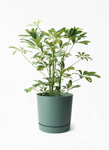 観葉植物 シェフレラ（カポック） 5号 斑入り プロスパー トゥーボ