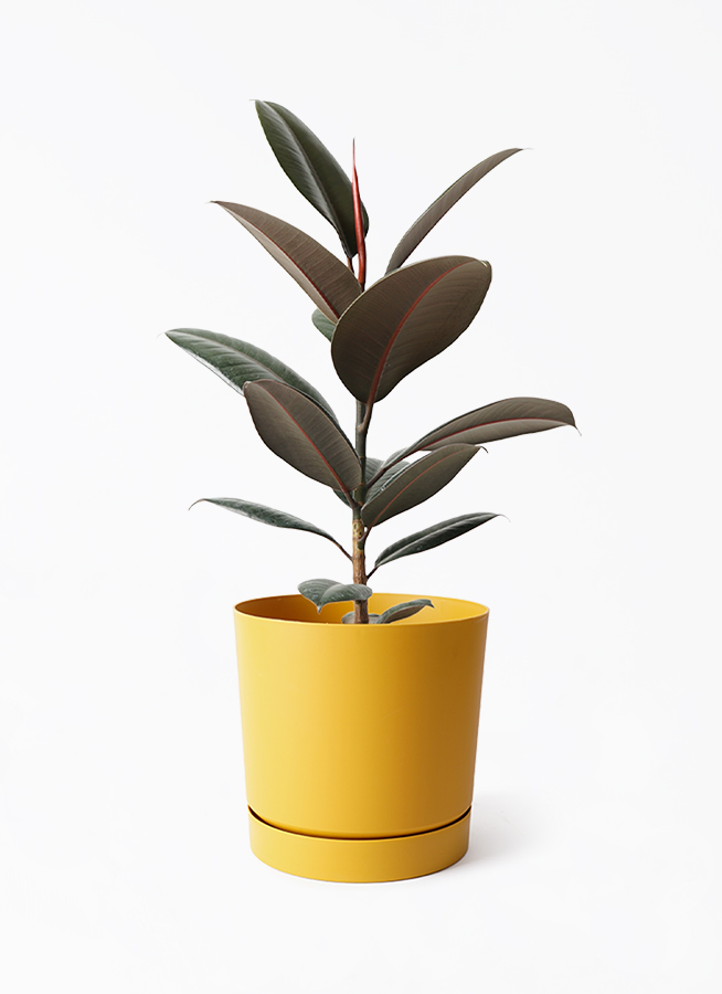 ficus-burgundy-228_1.jpg?