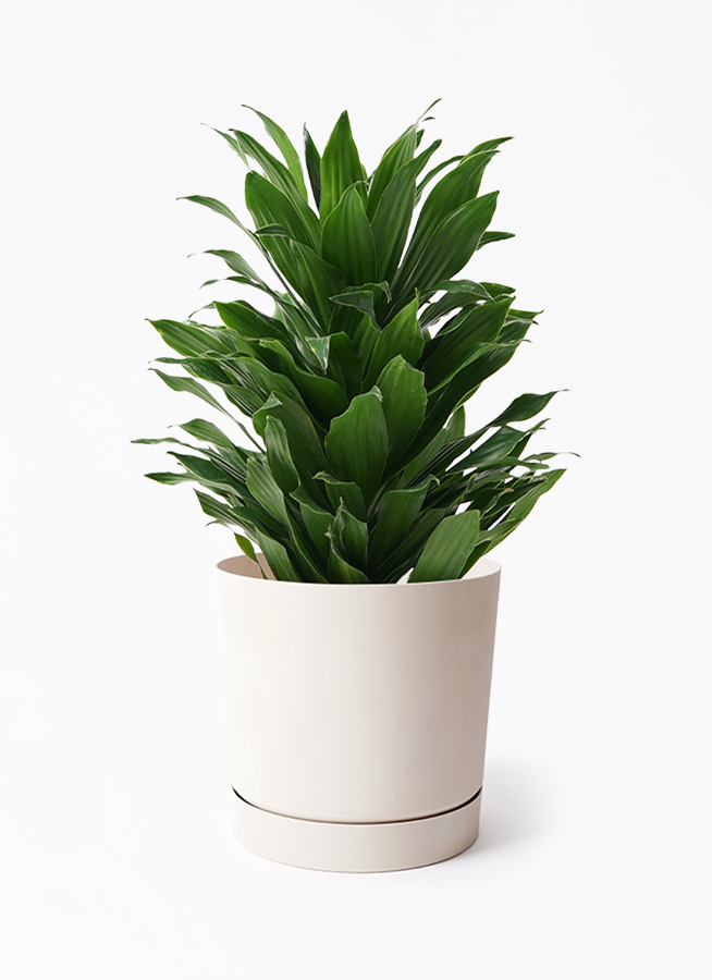 人気ショップ コンパクター ドラセナ 観葉植物 5号 観葉植物 | プラスチック鉢 その他観葉植物