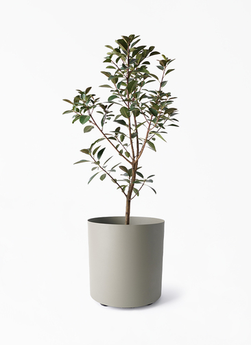 観葉植物ゴムの木 フランスゴムの木 L | 観葉植物の通販 AND PLANTS (アンドプランツ)