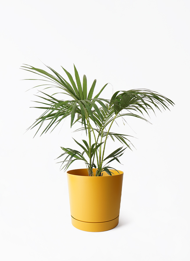 howea-forsteriana-313_1.jpg?