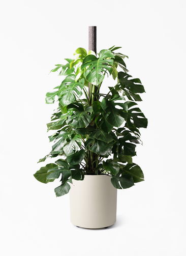 モンステラ 観葉植物　10号 観葉植物 モンステラ 10号 木柱 フェルム シリンダー アイボリー 付き