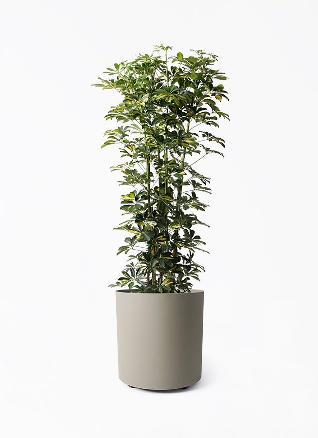 シェフレラ カポック 琉球石灰岩抱き盆栽 ジブリの世界 観葉植物 カポック（シェフレラ） 10号 ノーマル エコストーン