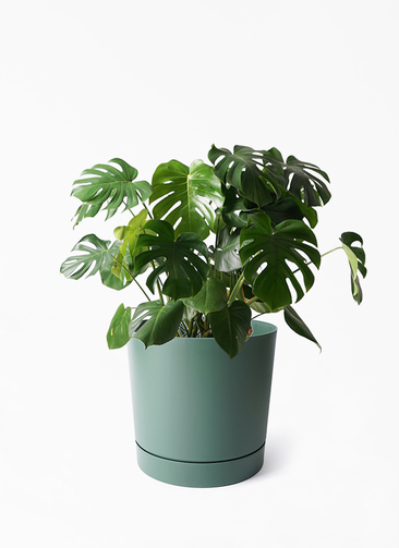 サンアイ様　蘇鉄　モンステラ 17 モンステラ 8号 | 観葉植物 | インテリアやギフトに - Hitohana