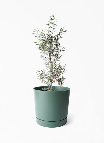 観葉植物 オリーブの木 8号 チプレッシーノ プロスパー トゥーボ