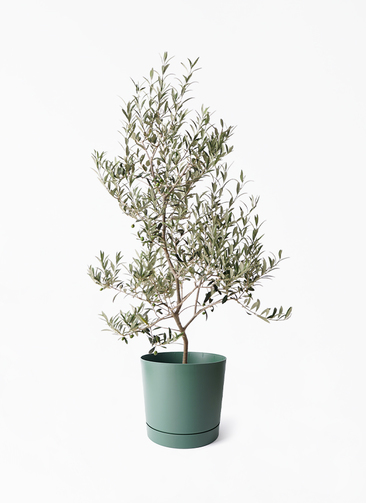 olive-arbechina-221_1.jpg?