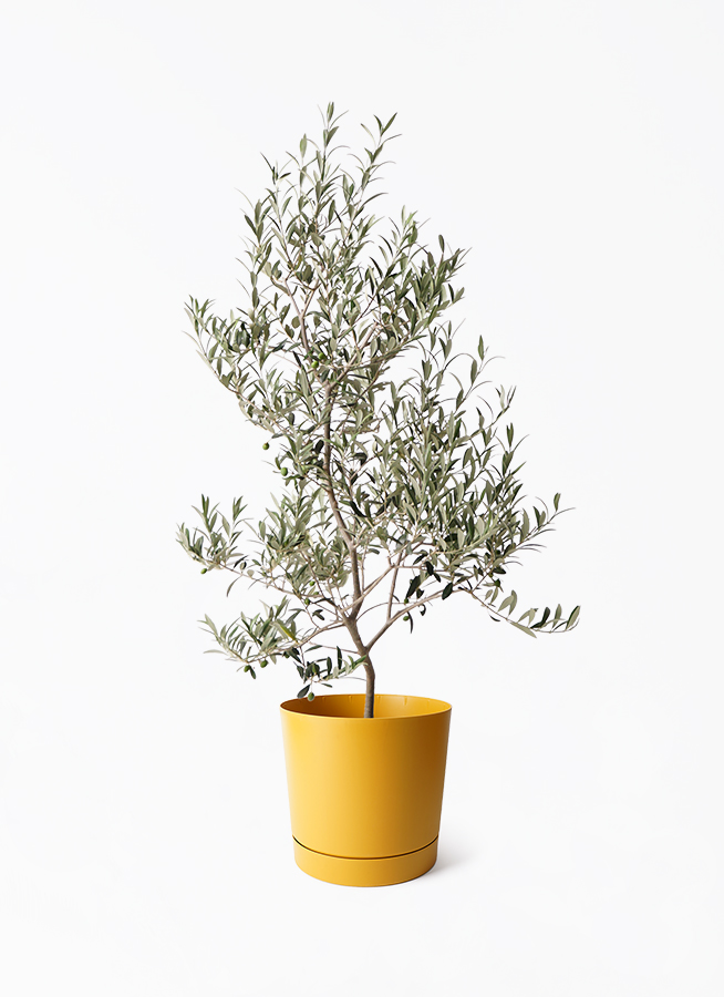 オリーブの木 アルベキーナ | 観葉植物 | 送料無料でお届け - Hitohana