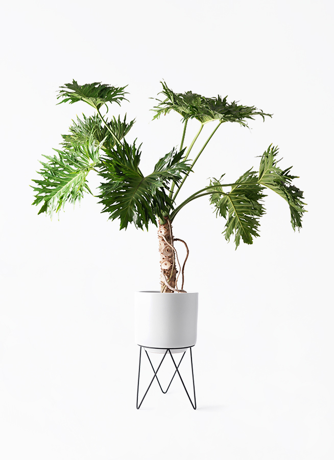 セローム ヒトデカズラ 根あがり | 観葉植物通販HitoHana(ひとはな)