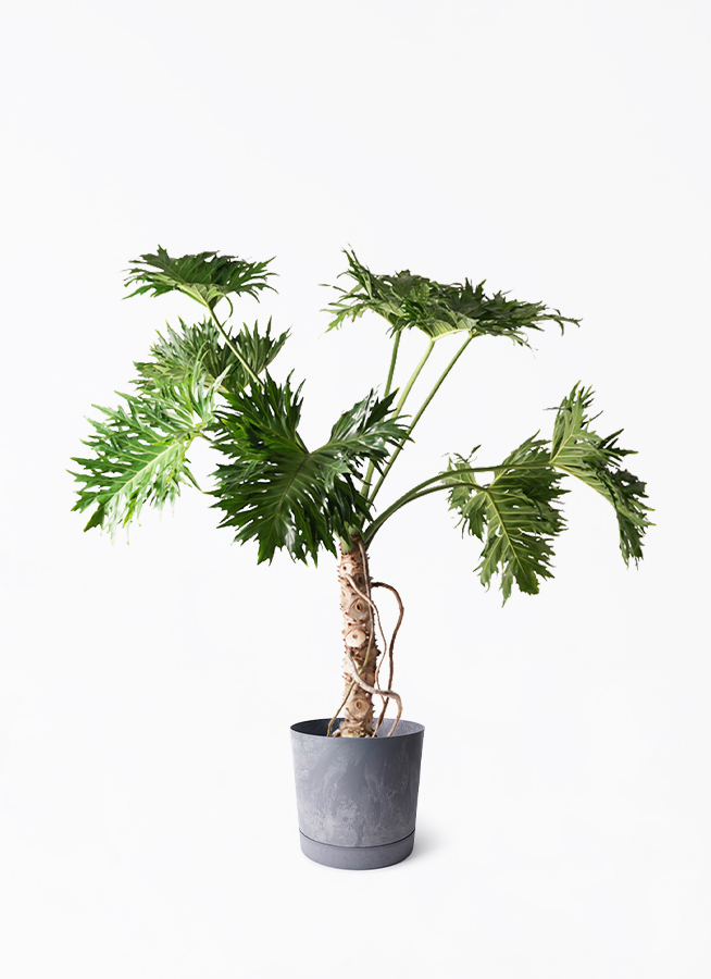 観葉植物 フィロデンドロン 8号 セローム ヒトデカズラ 根あがり