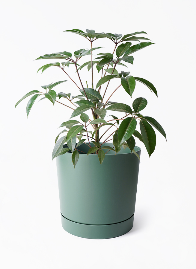 tupidanthus-bosa-250_1.jpg?