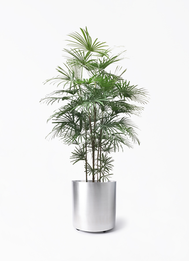ウンナンシュロチク | 観葉植物通販HitoHana(ひとはな)