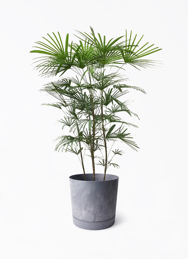 ウンナンシュロチク | 観葉植物通販HitoHana(ひとはな)