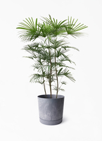 syurotiku-553_1.jpg?1721997581