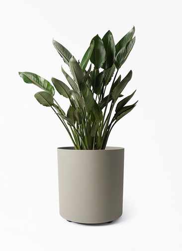 strelitzia-reginae-207_1.jpg?