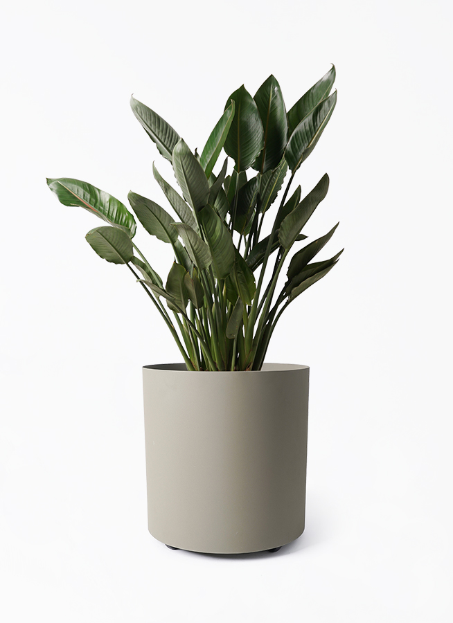 観葉植物 ストレリチア レギネ 10号 フェルム シリンダー オリーブ