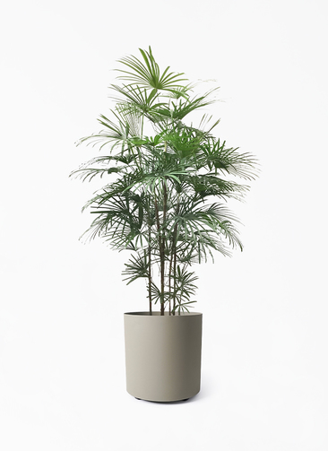 No.71 シュロチク　棕櫚竹　H95 No.71 シュロチク 棕櫚竹 H95