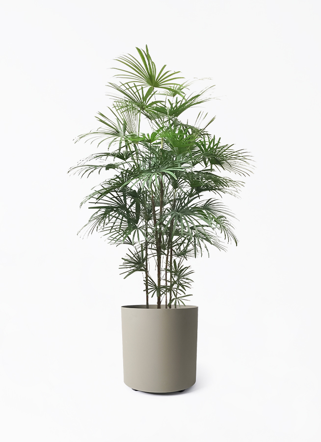 雲南姫シュロチク　観葉植物 雲南姫 シュロチク・みどり姫 7号の通販 | GreenSnap STORE