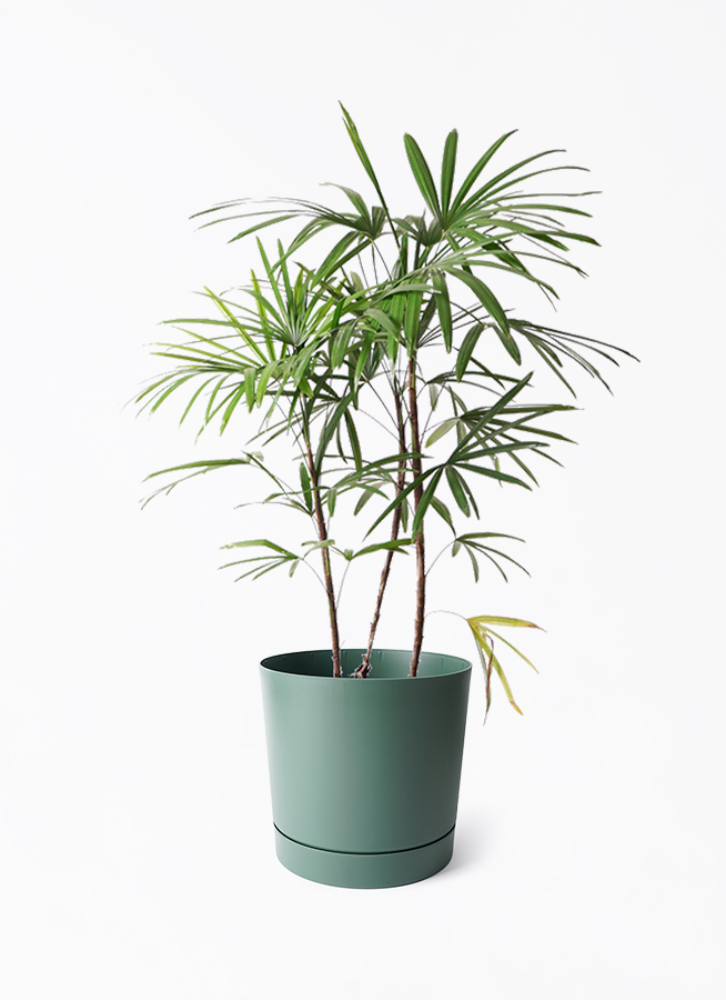 観葉植物 シュロチク（棕櫚竹） 8号 プロスパー トゥーボ パイン 