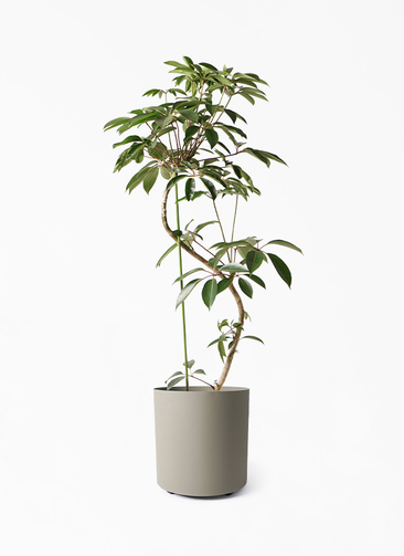 観葉植物 ツピダンサス 10号 曲り フェルム シリンダー オリーブ