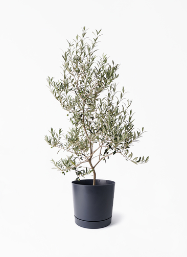 観葉植物 オリーブの木 8号 アルベキーナ プロスパー トゥーボ