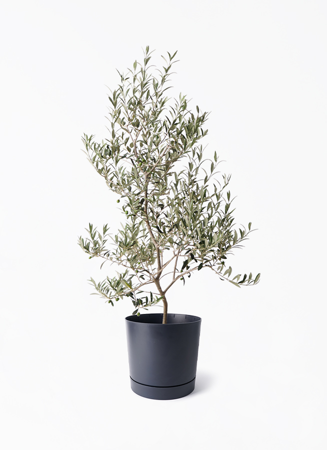olive-arbechina-219_1.jpg?