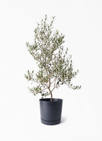観葉植物 オリーブの木 8号 アルベキーナ プロスパー トゥーボ