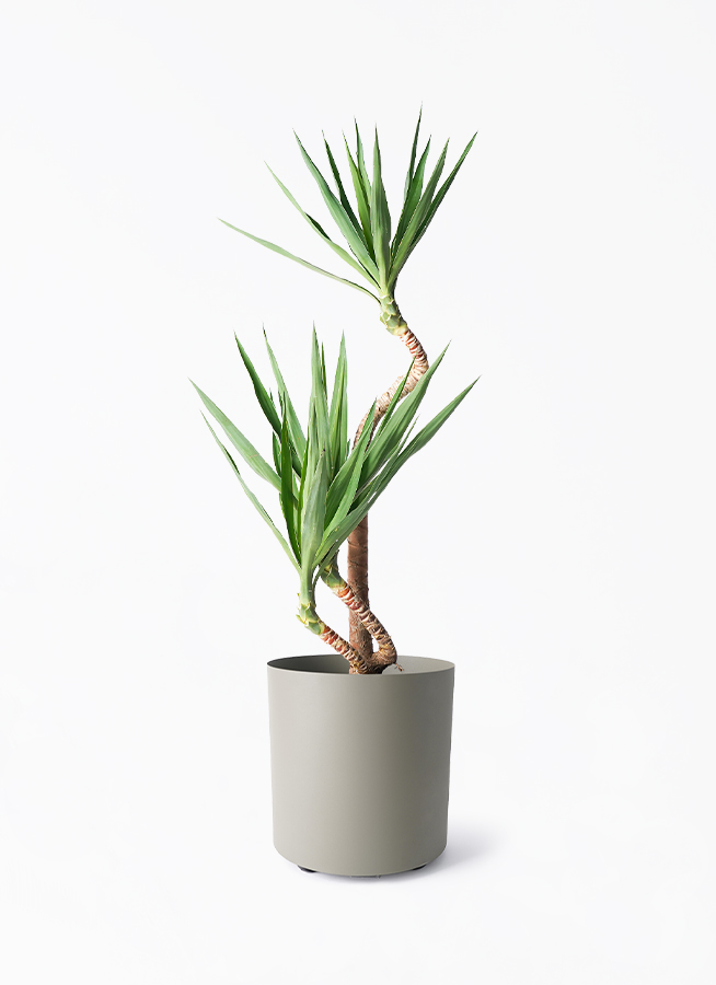 4026　外国切手 ユーゴスラビア 1978年　動植物 シリーズ　8種完未使用 4026 外国切手 ユーゴスラビア 1978年 動植物 シリーズ 8種完未使用