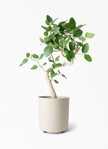 現品］16番 フィカスベンガレンシス 曲がり 8号 観葉 室内 大型 幹太