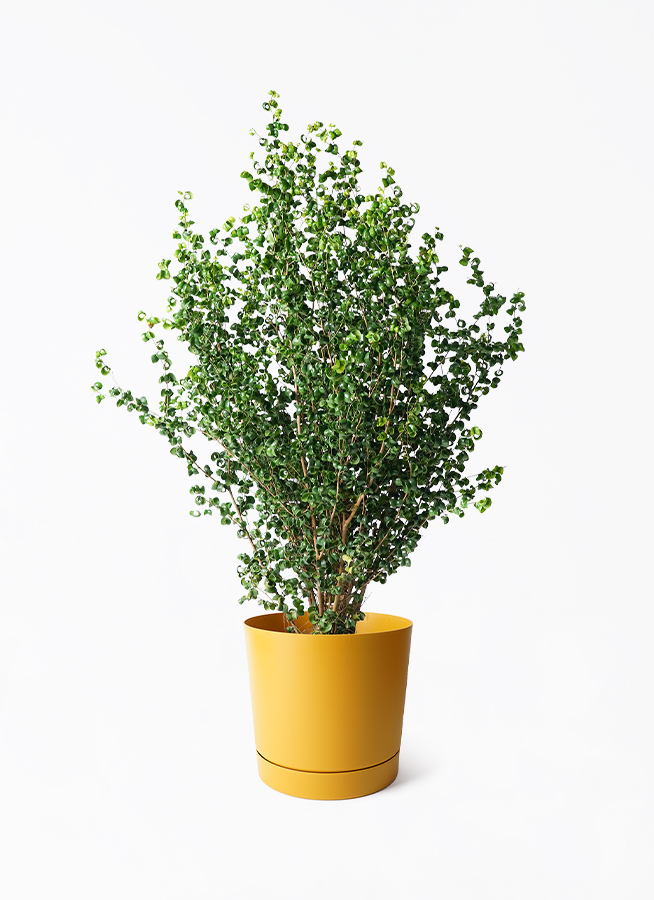 ficus-benjamina-baroque-152_1.