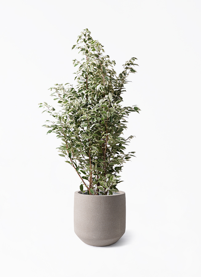 ficus-benjamina-1232_1.jpg?