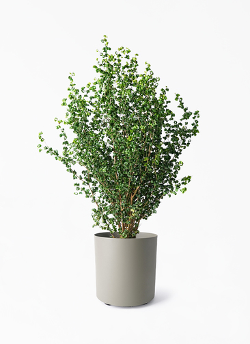 ficus-benjamina-baroque-157_1.