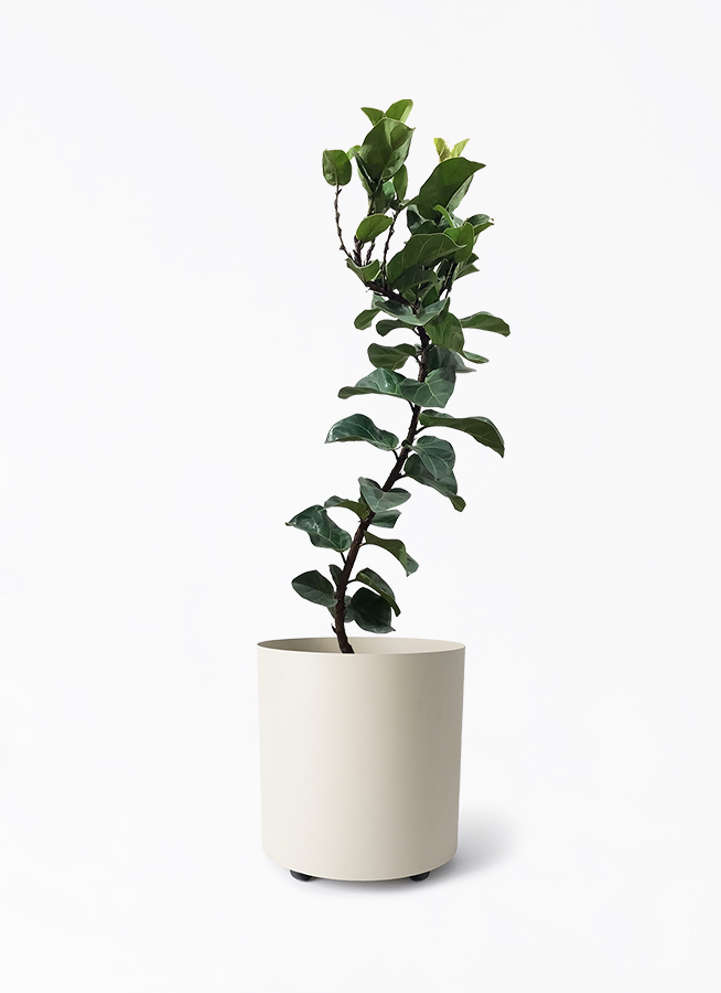 カシワバゴムの木 バンビーノ | 観葉植物通販HitoHana(ひとはな)