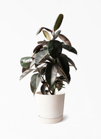 ficus-burgundy-220_1.jpg?