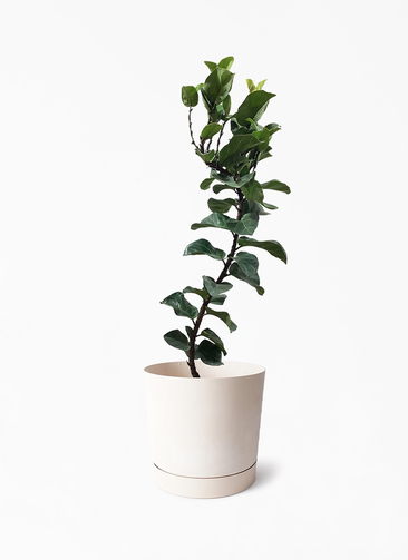 観葉植物 カシワバゴム バンビーノ 8号 曲がり プロスパー トゥーボ