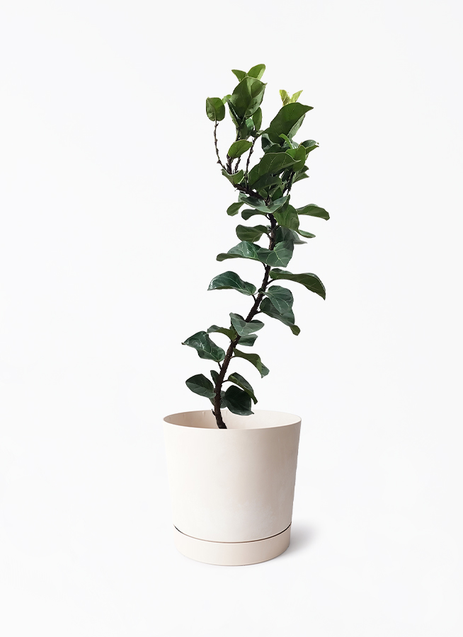 ficus-lyrata-138_1.jpg?1721998687