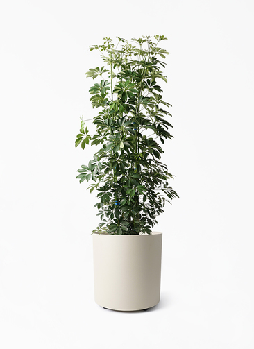 観葉植物 シェフレラ（カポック） 10号 ノーマル フェルム シリンダー