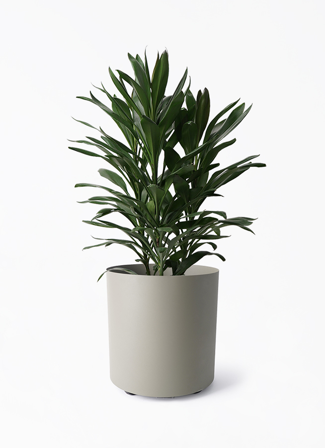 dracaena-glocal-367_1.jpg?