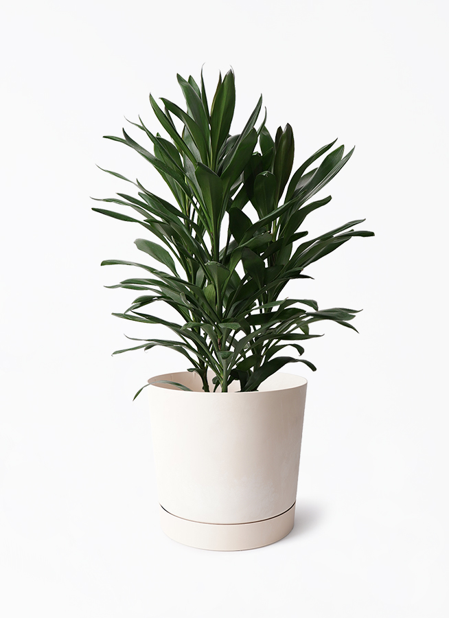 dracaena-glocal-364_1.jpg?