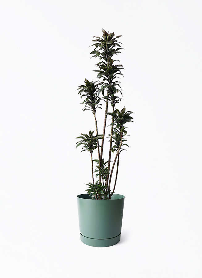 観葉植物 ドラセナ パープルコンパクタ 8号 プロスパー トゥーボ