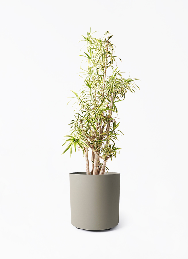 観葉植物 ドラセナ ソング オブ インディア 10号 フェルム