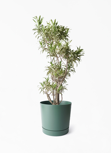 dracaena-song-of-india-294_1.
