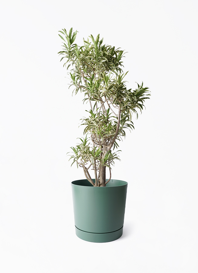 観葉植物 ドラセナ ソング オブ インディア 8号 プロスパー