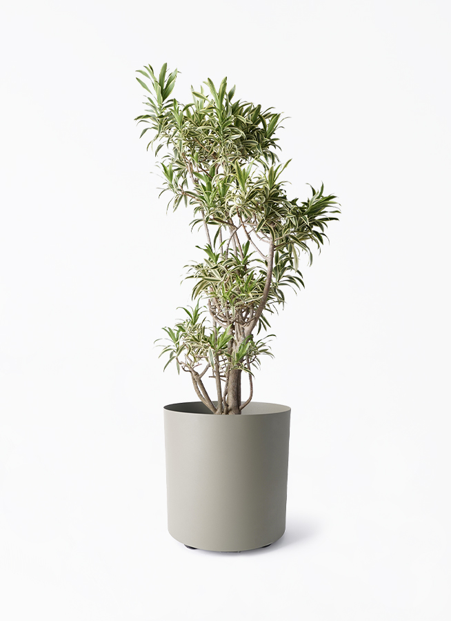 ドラセナ ソング オブ インディア | 観葉植物通販HitoHana(ひとはな)