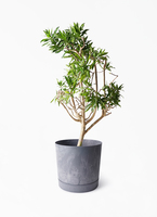 dracaena-song-of-jamaica-292_1