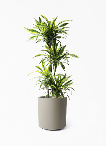 希少　ドラセナ　ワーネッキーレモンサプライズ　陶器鉢　植え込み発送 希少 ドラセナ ワーネッキーレモンサプライズ 陶器鉢 植え込み発送
