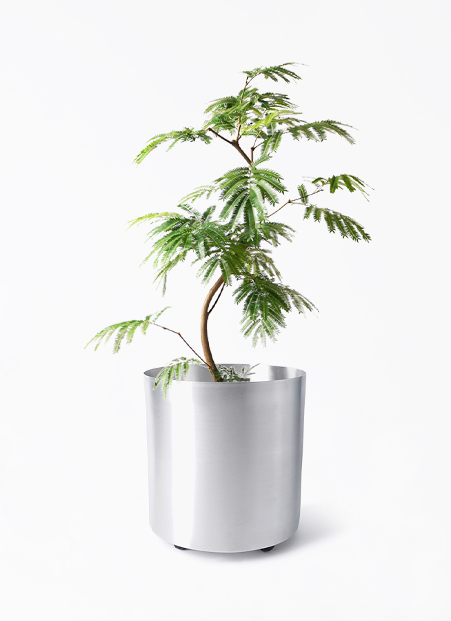 希少❗エバーフレッシュ曲【オーレア】観葉植物！高さ150◎！ボリューム◎！沖縄産 希少❗エバーフレッシュ曲【オーレア】観葉植物！高さ150