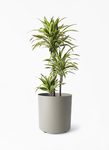 dracaena-warneckii-452_1.jpg?