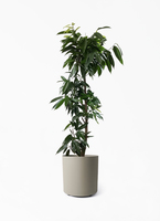 観葉植物 フィカス アムステルダムキング 10号 ノーマル エステリ
